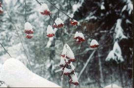 Обильные снегопады зимы 2003 г. создали в Подмосковье благоприятные условия для катания на лыжах